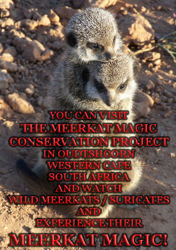 meerkat suricate meerkats suricates wildlife tour The Meerkat Magic Conservation Project Oudtshoorn Western Cape Klein Karoo Little Karoo Garden Route Area South Africa Accommodation links 11111